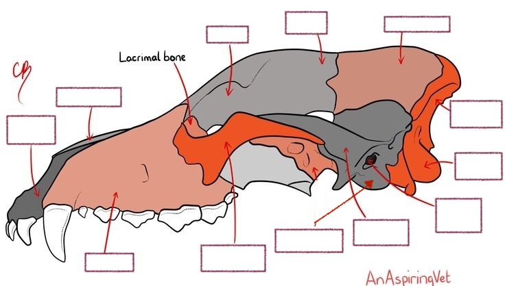 <p>Incisive bone</p><p>Orbit</p><p>Frontal bone</p><p>Zygomatic bone</p><p>Occipital bone</p><p>Maxilla</p><p>Occipital Condyles</p><p>Nasal bone</p><p>External auditory meatus</p><p>Temporal bone</p><p>Tympanic bulla</p><p>Parietal bone</p><p></p>