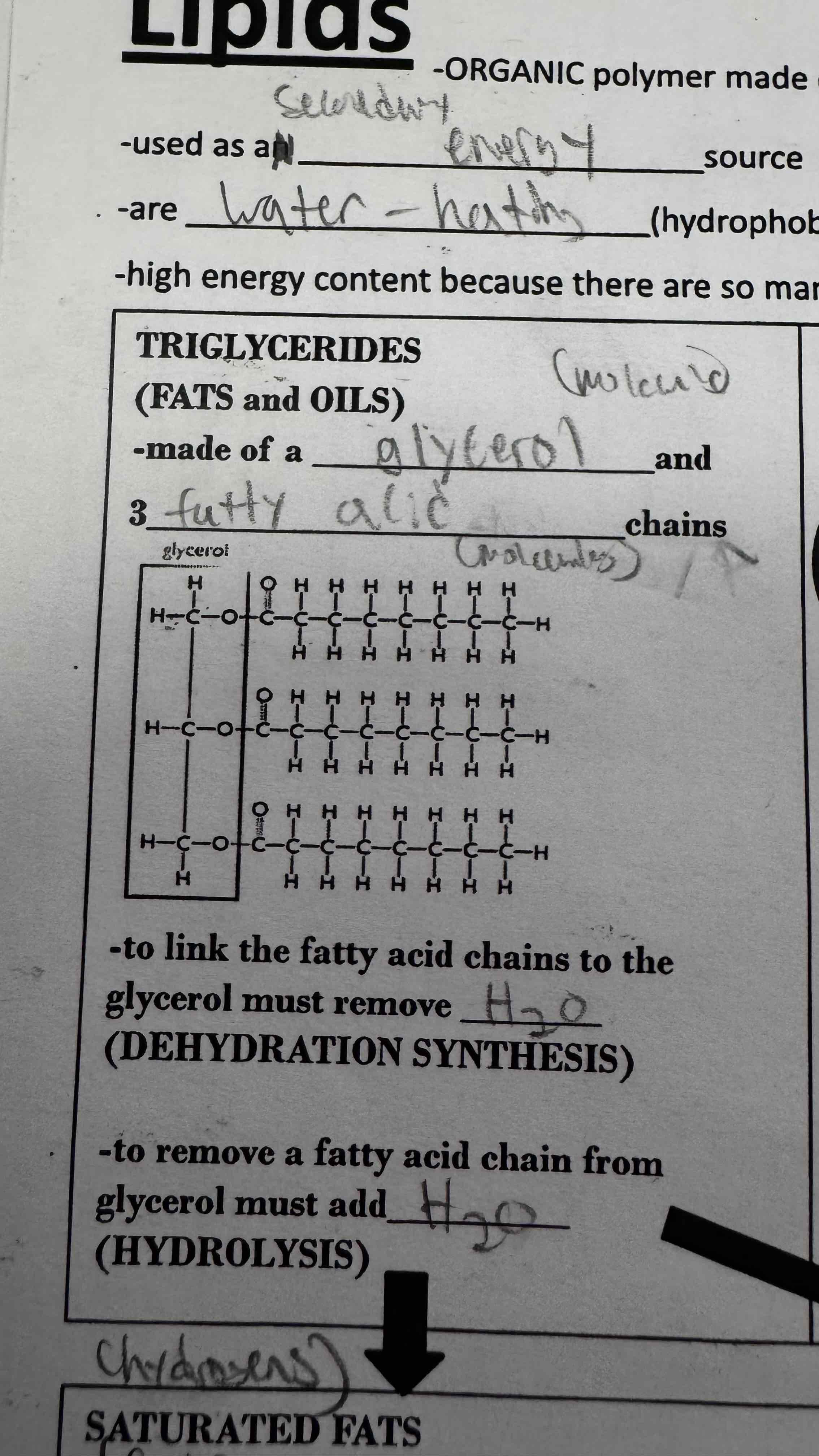 <p>What type of lipid is this?</p>