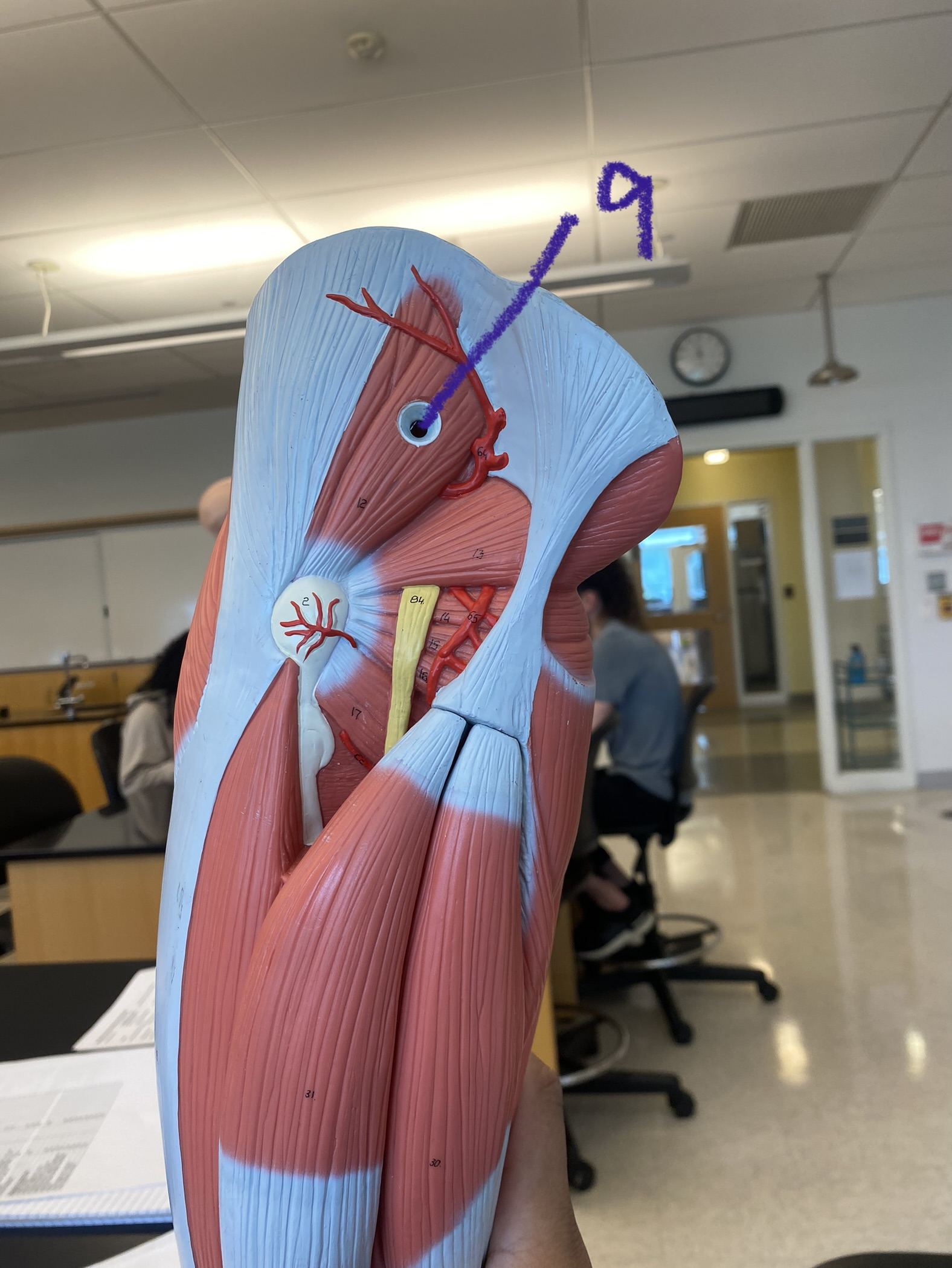 Muscle on thigh and leg: quadriceps (posterior) #9