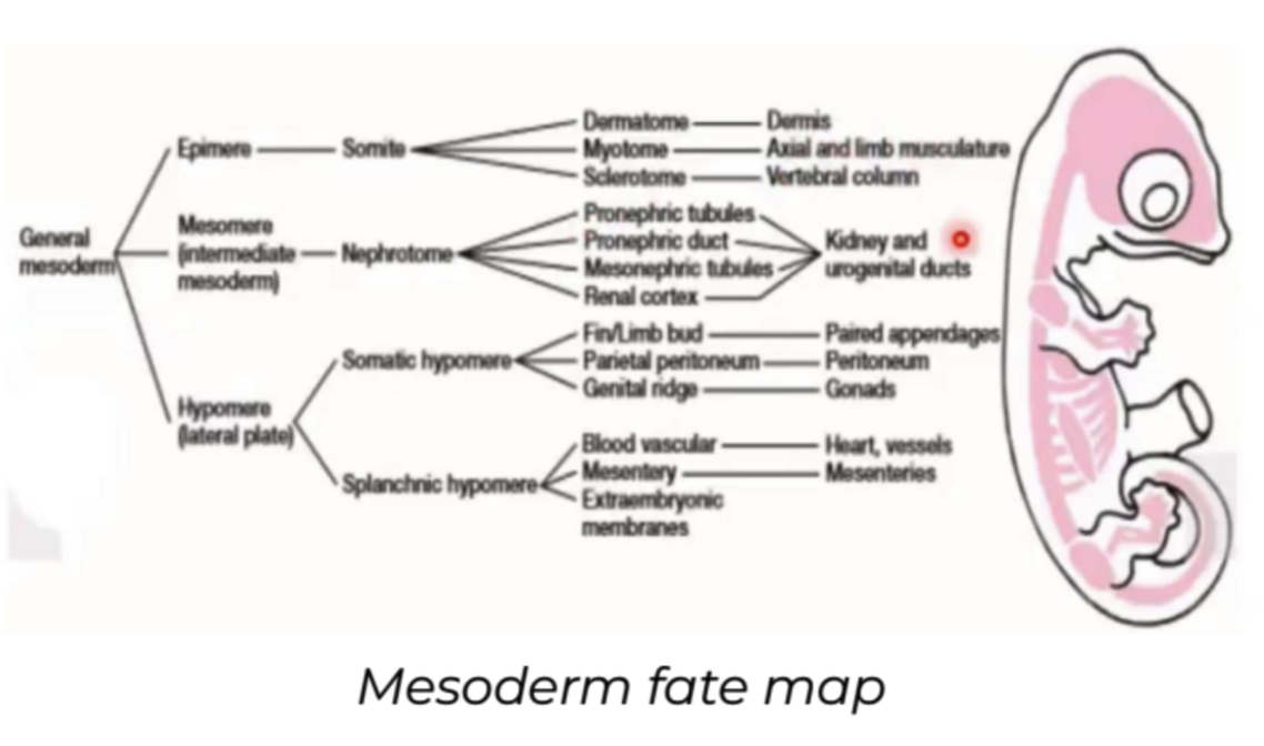 <ul><li><p><strong>Epimere:</strong> dorsal part of the embryonic mesoderm</p><ul><li><p>Vertebral column</p></li><li><p>Dermis (mid-dorsal)</p></li><li><p>Skeletal muscles</p></li></ul></li><li><p><strong>Mesomere:</strong> middle part of the embryonic mesoderm</p><ul><li><p>Kidneys</p></li></ul></li><li><p><strong>Hypomere:</strong> ventral part of the embryonic mesoderm</p><ul><li><p><strong>Somatic:</strong> body wall and limbs</p><ul><li><p>Organs</p></li><li><p>Chorion and amnion</p></li></ul></li><li><p><strong>Splanchnic</strong>: viscera or internal organs</p><ul><li><p>Circulatory system</p></li><li><p>Yolk sac and allantois</p></li></ul></li></ul></li></ul>