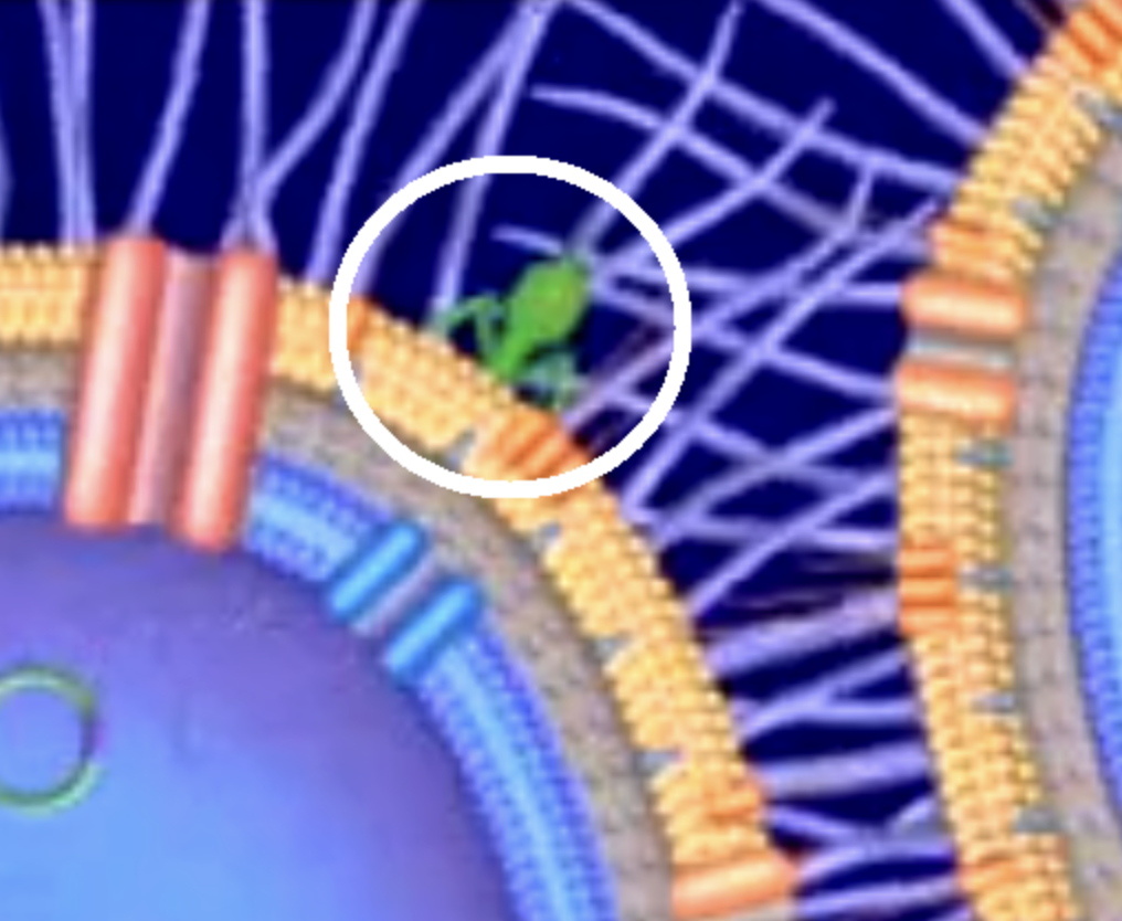 <p>What is the object circled in the image? What is its definition or function?</p>