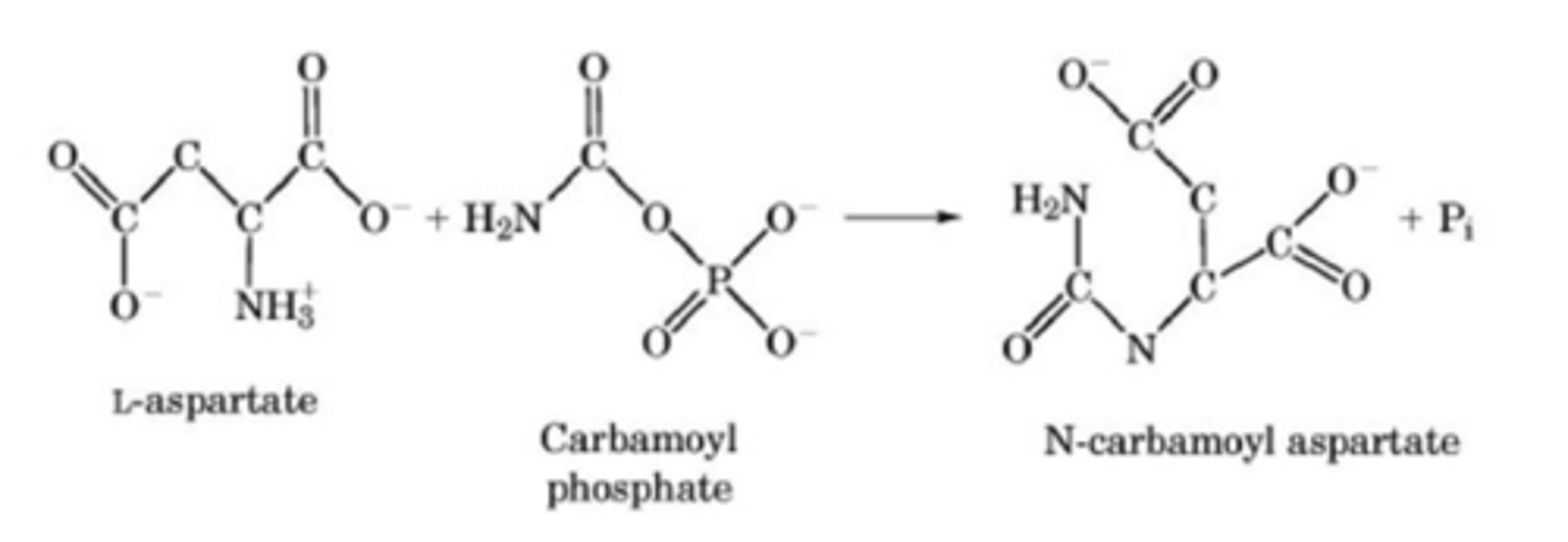 <p>major flux point for pyrimidine synthesis in bacteria</p>
