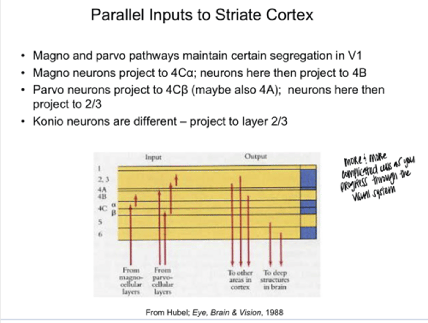<p>Parallel Inputs to the Striate Cortex</p><p>REVIEW: Margo neurons project to 4Cα, neurons from here then project to ______</p>