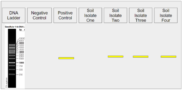 <p>determine reagents contamination using which lane?</p>