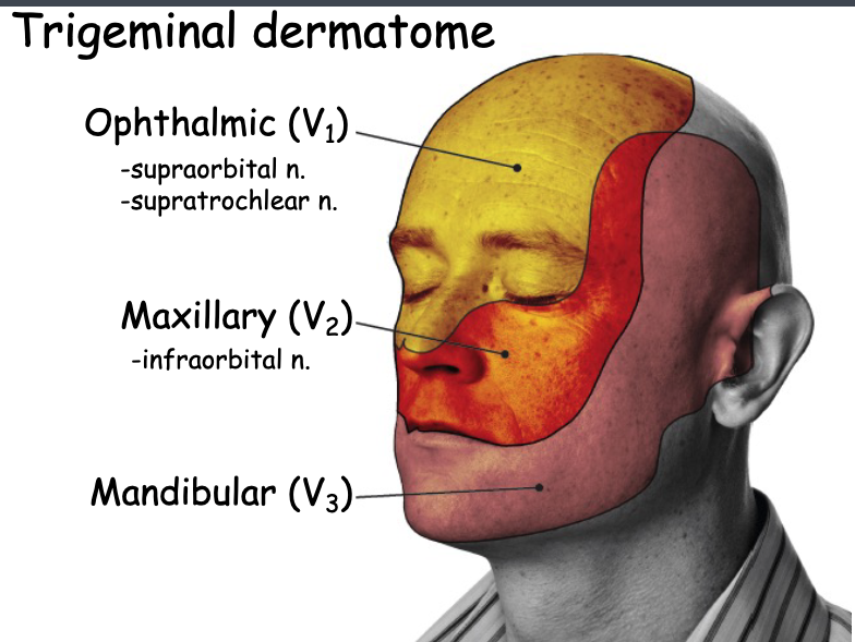 <p>V2</p>