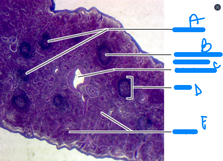 <p>C</p>