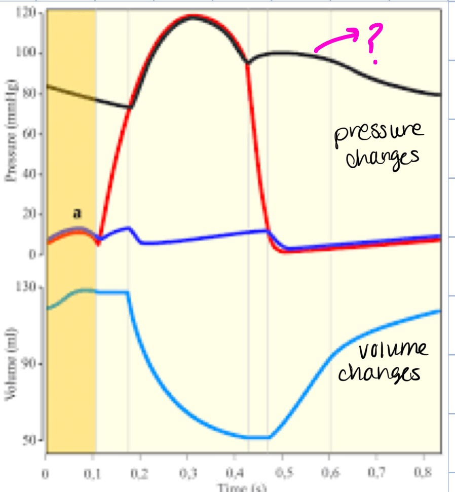 <p>what part of the heart does this represent</p>