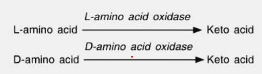 <p>Types of specificity of enzymes</p><ul><li><p>Act on only one type of stereoisomer</p><ul><li><p><span style="color: yellow"><em>Ex. Your L amino acid oxidase, it will only recognize the “L” amino acid but never the “D” amino acid.</em></span></p></li></ul></li></ul><p></p>