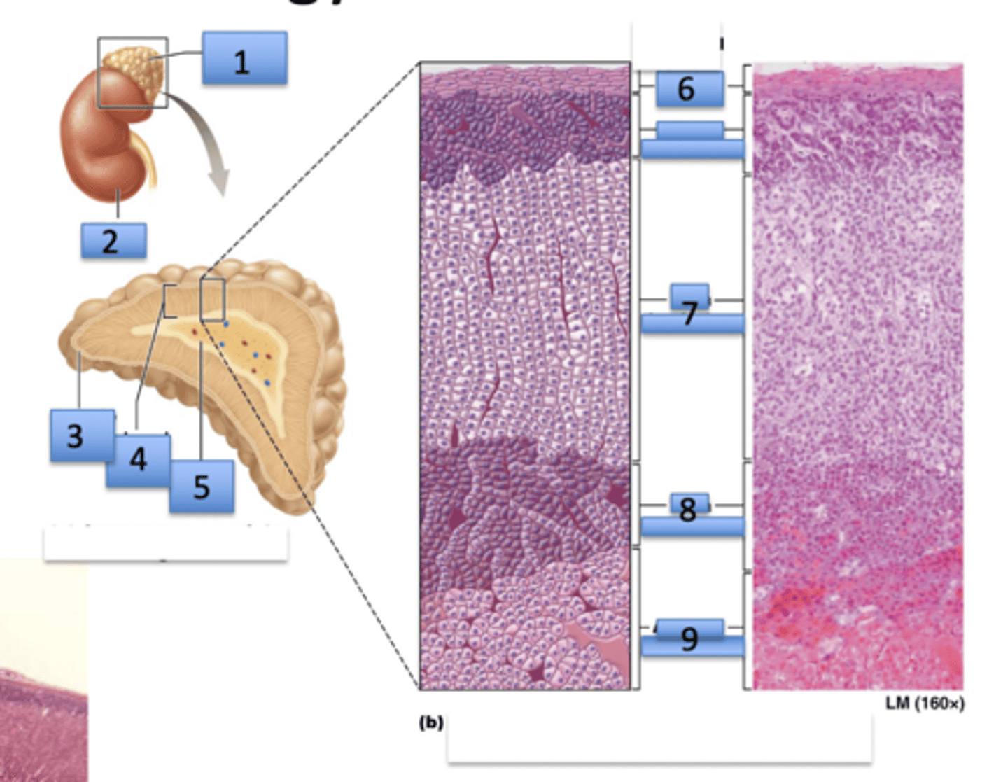 <p>Adrenal gland</p><p>1. adrenal gland</p><p>2. kidney</p><p>3. Cupsule</p><p>4. Adrenal cortex</p><p>5. Adrenal medulla</p><p>6. Capsule</p><p>Missing number: Zona glomerulosa</p><p>7. Zona fasciculata</p><p>8. Zona reticularis</p><p>9. Adrenal medulla</p>