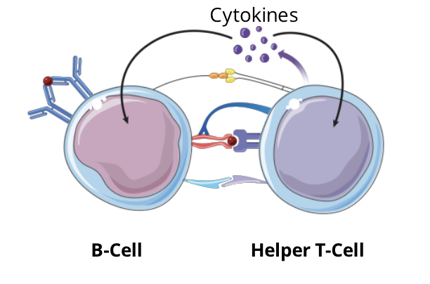 <ul><li><p>the activated helper T cell secretes cytokines which will bind to their associated cytokine receptor located on both cells (a paracrine and an autocrine effect)</p></li></ul><p></p>