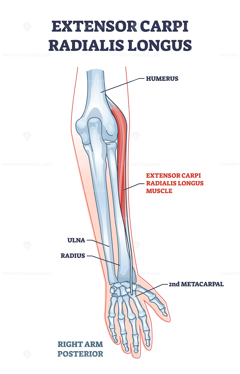 <p>Extensor carpi radialis longus</p>