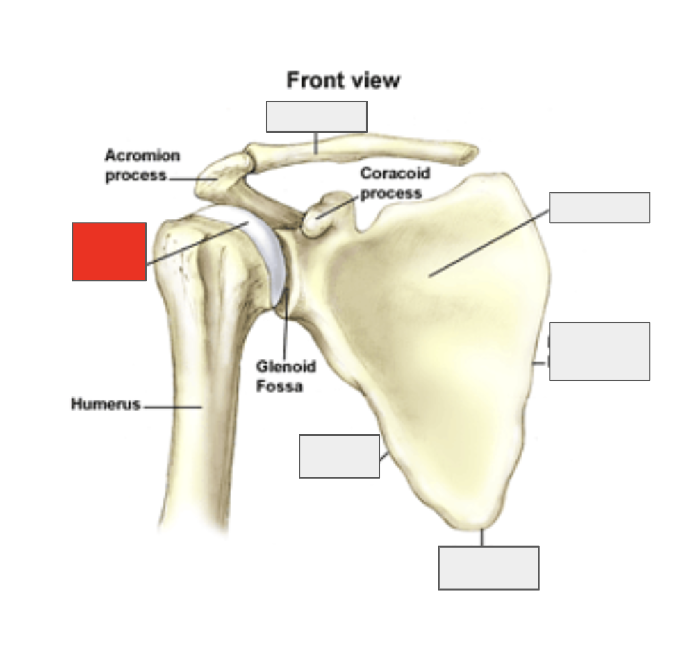 <p>Name the covered bone</p>
