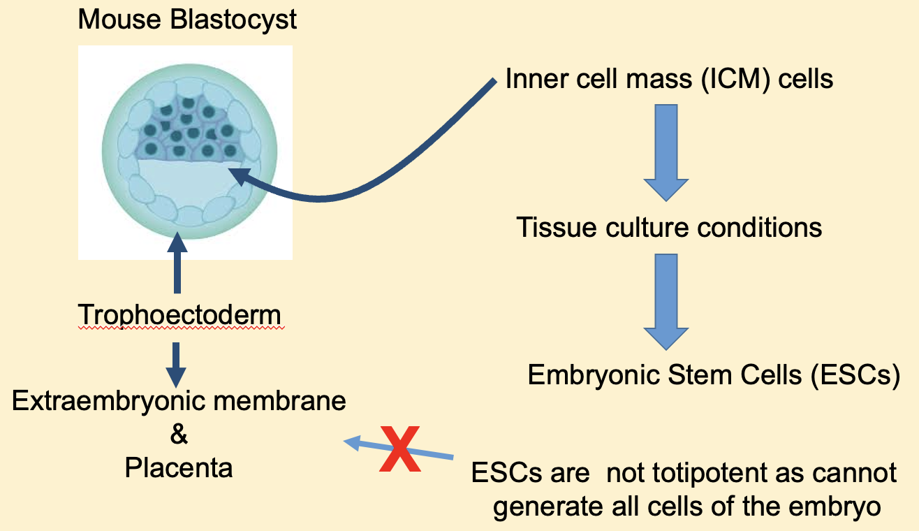 <p>Need embryos at the blastocyst stage. Inner cell mass (ICM) (pre-implantation embryo that contains 200 ICM) must be extracted to generate ESCs. A small number of ICM cells will go onto to generate ESCs. Once generated there is potential to maintain these self-renewing ESCs in tissue culture + manipulate them. </p>