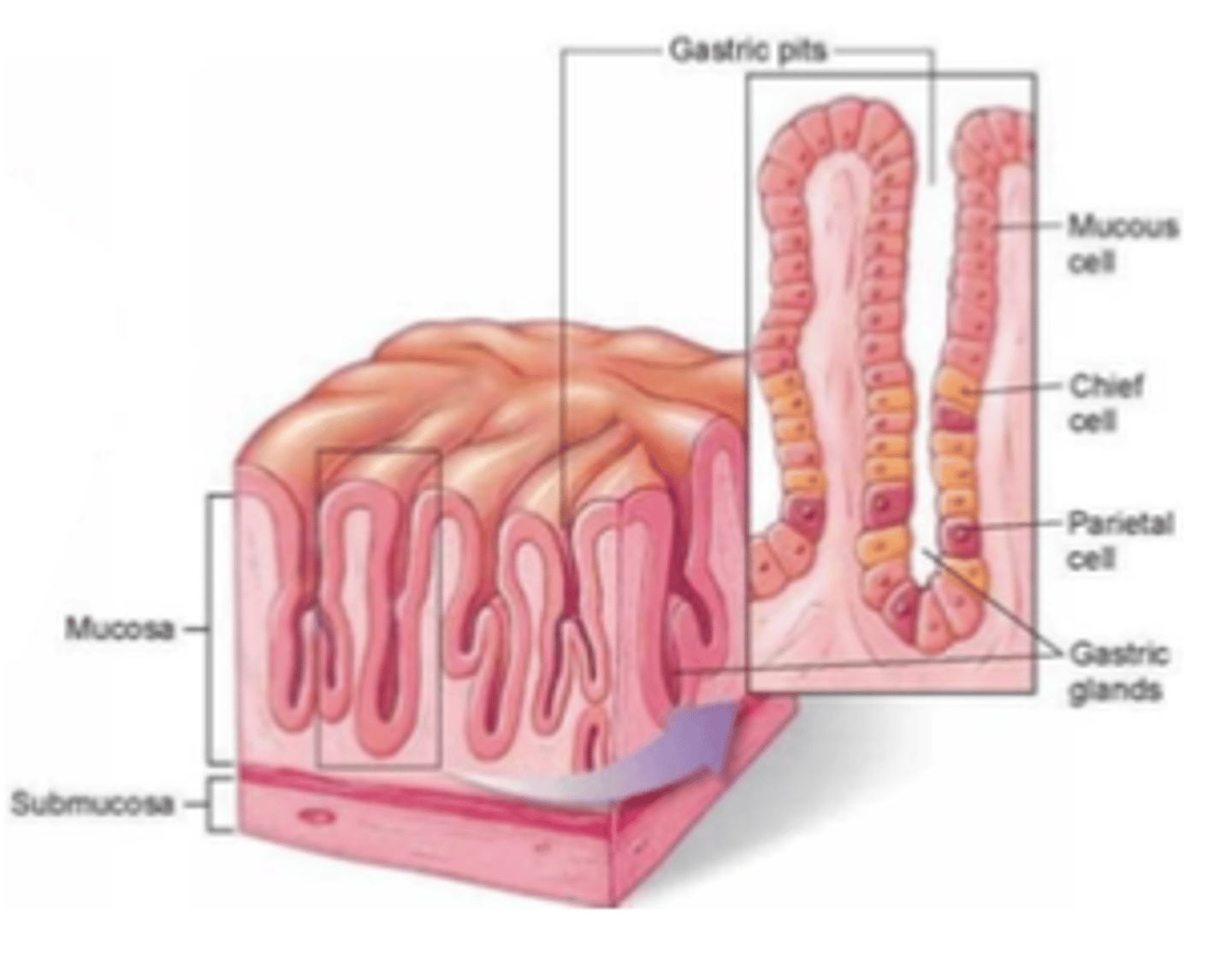 <p>. Mucous or principal cells</p><p>. Parietal cells</p><p>. Chief cells</p>