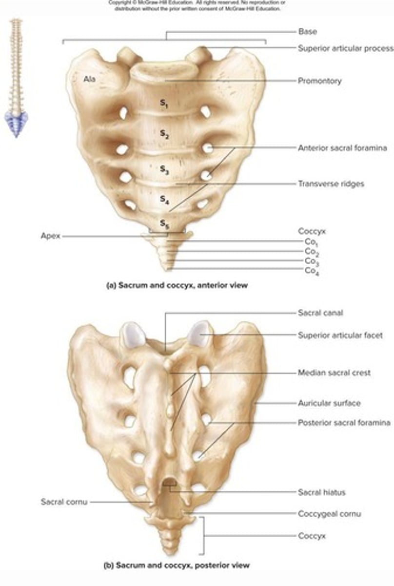 <p>A triangular bone formed by the fusion of 5 vertebrae, providing the posterior wall of the pelvic cavity.</p>
