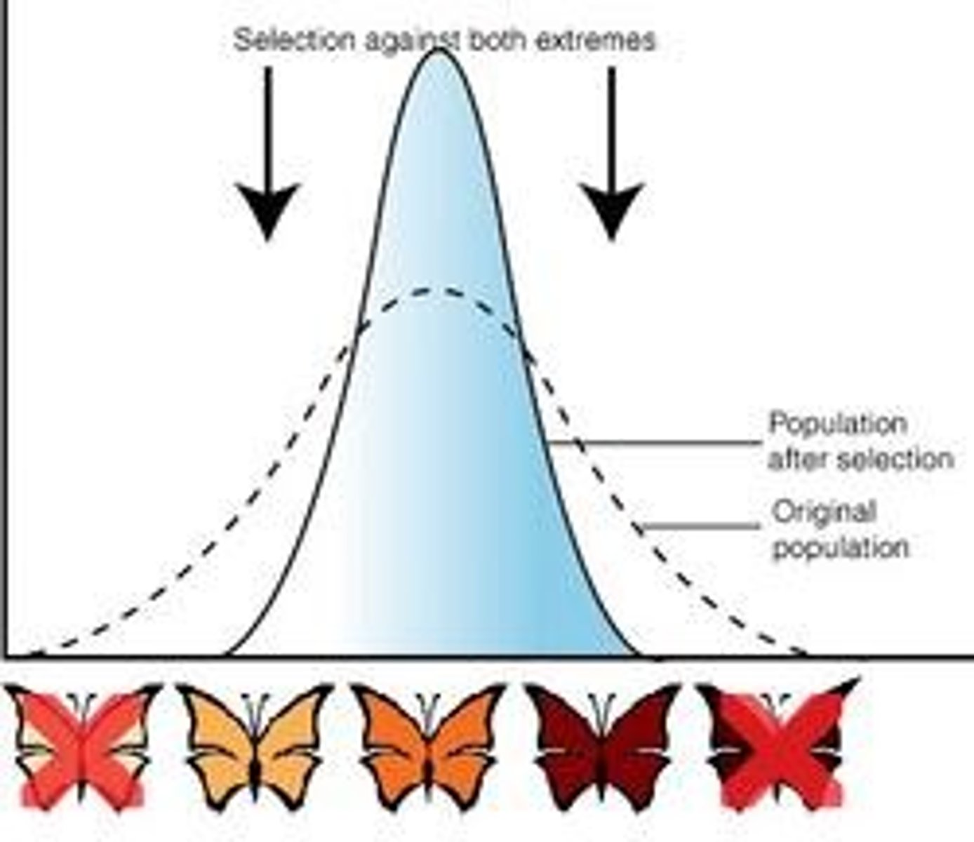 <p>Individuals closest to the mean are favoured, and any new characteristics are selected against. </p><p>- Extremes are selected</p><p>against. Common in</p><p>stable environments.</p><p>- Extreme birth weight in</p><p>babies is selected agains</p>