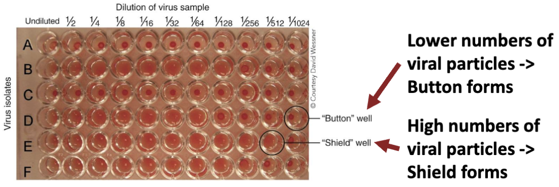 <p>Viral quantification: <strong><em>Hemagglutination assay</em></strong></p><ul><li><p>Exploits trait of <strong><em>some viruses</em></strong> to stick to red blood cells (RBCs), causing them to form a gel mat (<strong><em>shield</em></strong>)</p></li><li><p>Pros: <strong><em>Cheap, easy, fast;</em></strong> no microscope needed</p></li><li><p>Cons: Some viruses won’t do this; doesn’t differentiate <strong><em>viable/nonviable viruses</em></strong>; doesn’t give a virus <strong><em>number</em></strong></p></li></ul><p></p>