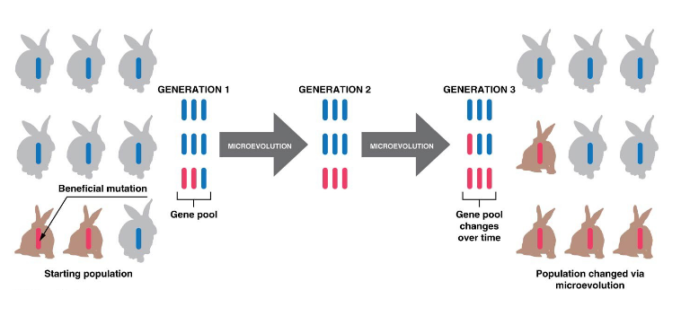 Microevolution is a generation-to-generation change in a
population