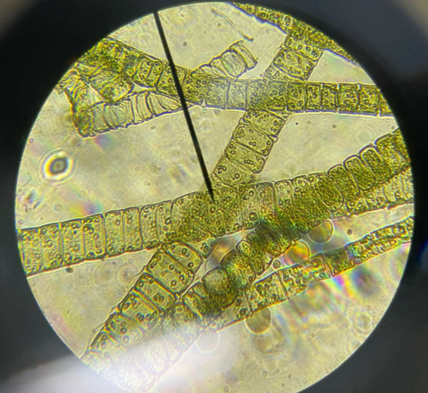 <p>Chlorophyta; common, unbranched, filamentous green alga attached to rocks and pebbles; chloroplast is C-shaped</p>