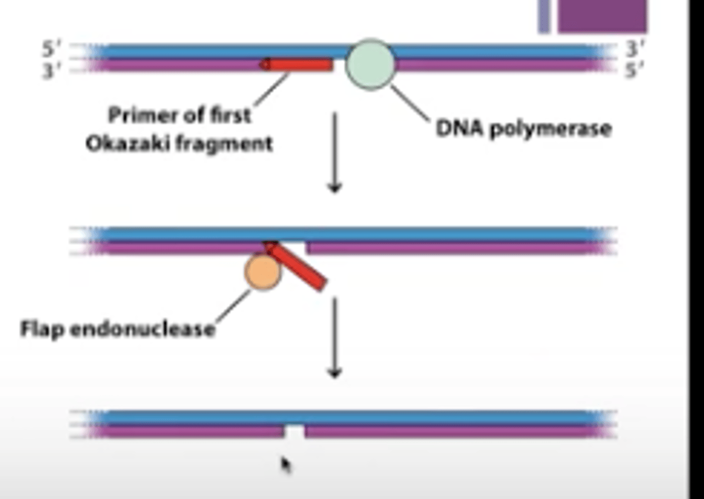 <p>removes primers in eukaryotes at end of DNA replication</p><p>- Removes small RNA flaps generated by DNA pol delta</p><p>DNA pol delta elongates Okazaki fragments until it runs into RNA primer, pushing it up to create flap, then flap endonuclease removes flap and this repeats until RNA primer is completely removed</p>