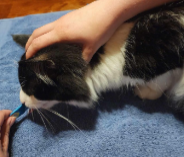 <p>From behind, place the first and middle finger on top of the cats head, with the thumb and ring finger on either side of the head under the jaw. You can then use that arm to keep light pressure along the back of the cat</p>