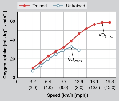 VO2max expressed in L/min

VO2max normalized for body weight

* ml O2 / kg / min
* More accurate comparison for different body sizes
* Untrained young men 44-50 versus untrained young women 38-42
* Difference due to women’s lower FFM and hemoglobin