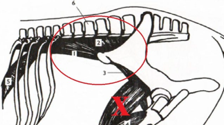 <p>What is this muscle? What is it’s purpose? Where does it originate and insert? (Two Muscles)</p>