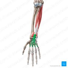 <p>Flexes Fingers </p>