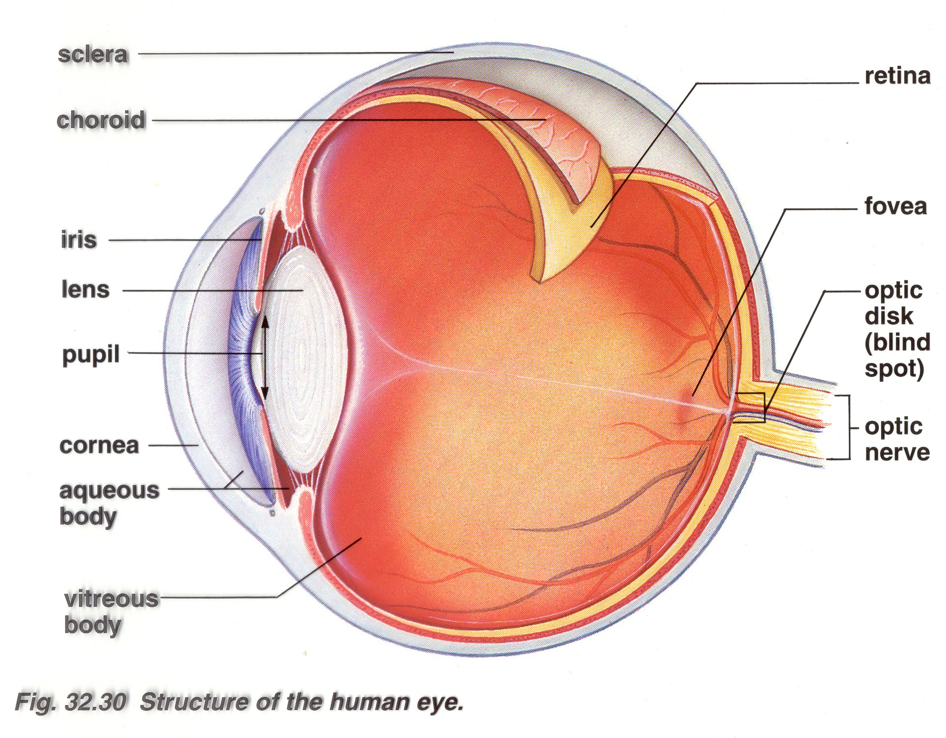 <p><strong><u>Vision (mod 18)</u></strong></p><p>A spot in the retina where the optic nerve connects. In this area, there are not light-sensitive cells so this part of your retina can’t see..</p>