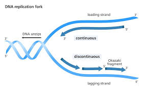 <p>the strand where DNA polymerase can continue to add nucleotides uninterrupted during DNA replication</p>