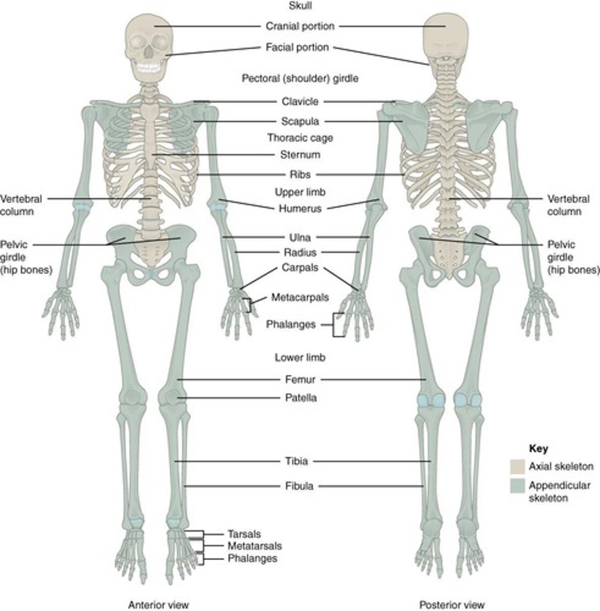 <p>Upper limbs (including pectoral girdle) and lower limbs (including pelvic girdle)</p>