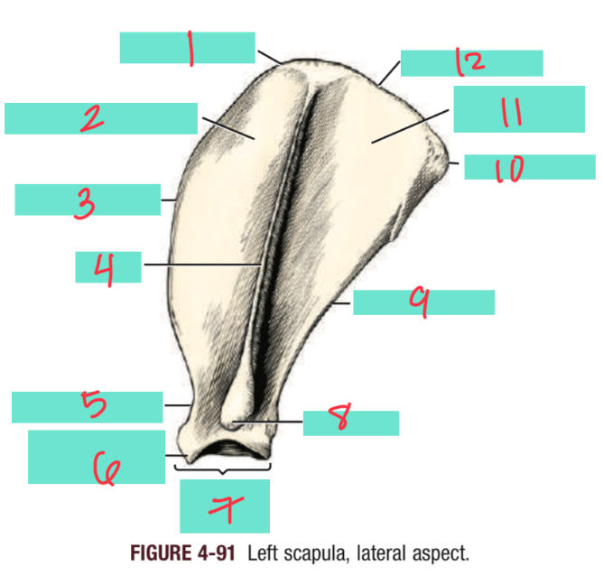 <p>8</p>