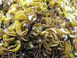 <p>high intertidal, irregular blade, discoid holdfast, dark green, often has a soft texture, </p>
