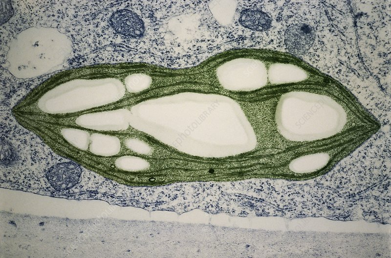 <p>Chloroplast</p>