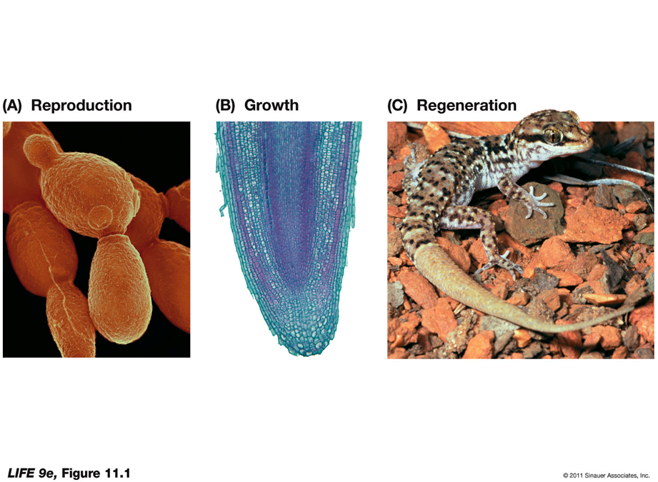 <ul><li><p>The life cycle of a organism is linked to cell division.</p></li></ul><ul><li><p>Unicellular organisms use cell division primarily for reproduction.</p></li><li><p>In multicellular organisms, cell division is also important in growth and repair of tissues (as well as reproduction)</p></li></ul><p></p>