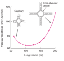 <p><span data-name="one" data-type="emoji">1⃣</span> <strong>À bas volume pulmonaire</strong> :</p><ul><li><p class=""><strong>Pas d’étirement des vaisseaux extra-alvéolaires</strong>.</p></li><li><p class=""><strong>Capillaires peu influencés</strong>, pas de stress sur eux.</p></li><li><p class="">Résistance <strong>stable</strong>.</p></li></ul><p class=""><span data-name="two" data-type="emoji">2⃣</span> <strong>Augmentation modérée du volume pulmonaire</strong> :</p><ul><li><p class=""><strong>Dilatation des vaisseaux extra-alvéolaires</strong> (grâce aux attachements alvéolaires).</p></li><li><p class=""><strong>Résistance diminue</strong>.</p></li></ul><p class=""><span data-name="three" data-type="emoji">3⃣</span> <strong>Augmentation excessive du volume pulmonaire</strong> :</p><ul><li><p class=""><strong>Pression alvéolaire trop forte</strong> → <strong>écrasement des capillaires alvéolaires</strong>.</p></li><li><p class=""><strong>Résistance ré-augmente</strong> malgré la dilatation des vaisseaux extra-alvéolaires.</p></li></ul><p></p>