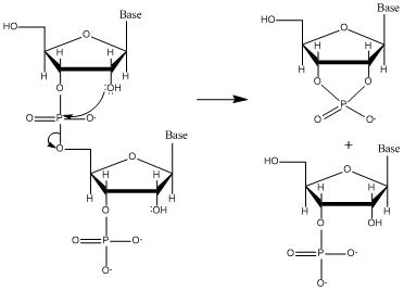 <p>2’-OH participates in hydrolysis.</p>
