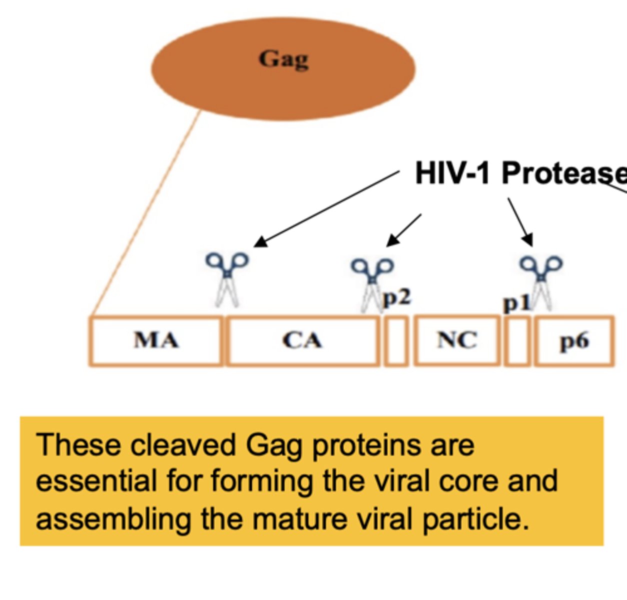<p>forming the viral core and assembling the mature viral particle</p>
