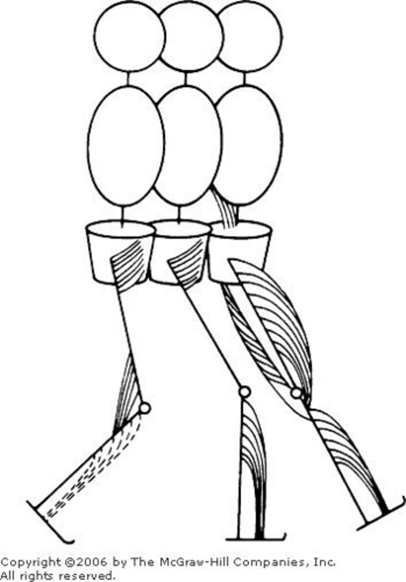 <p>They work eccentrically to control knee extension and absorb shock.</p>