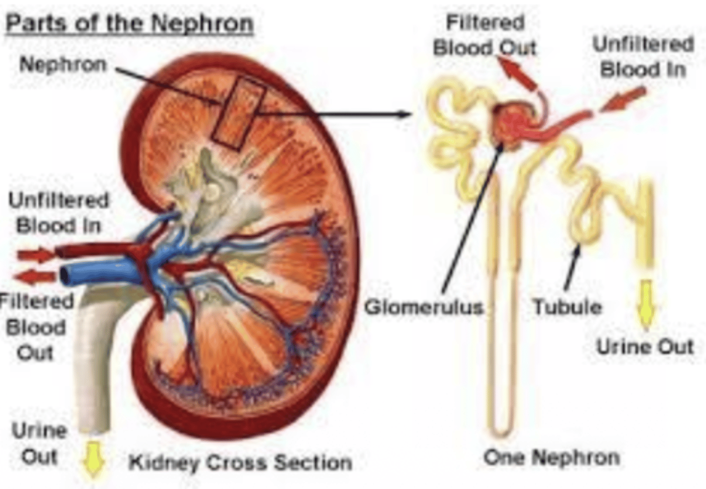 <p>A: Soluble antigen-antibody immune complexes form in the bloodstream.</p><p>these protein-protein interactions accumulate in kidneys and cause kidney impairment and failure</p>