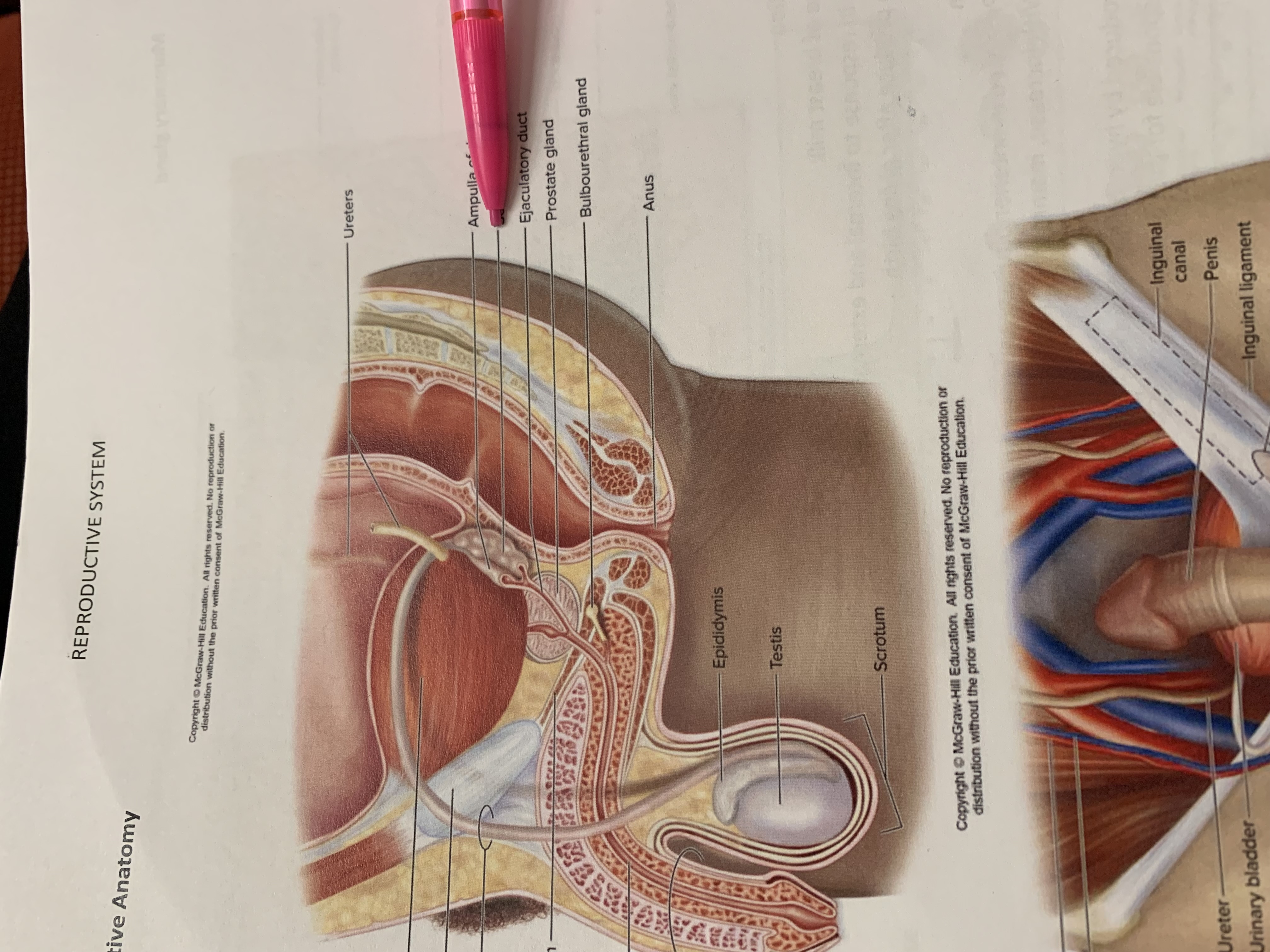 <p>the one below pencil whoops</p>