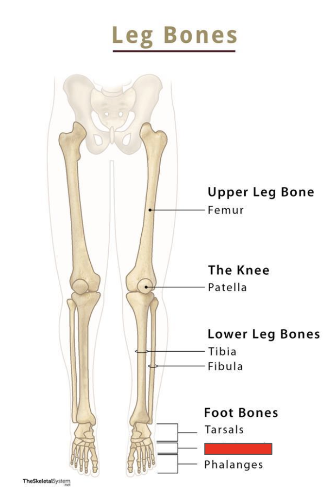 <p>Name the covered bone</p>
