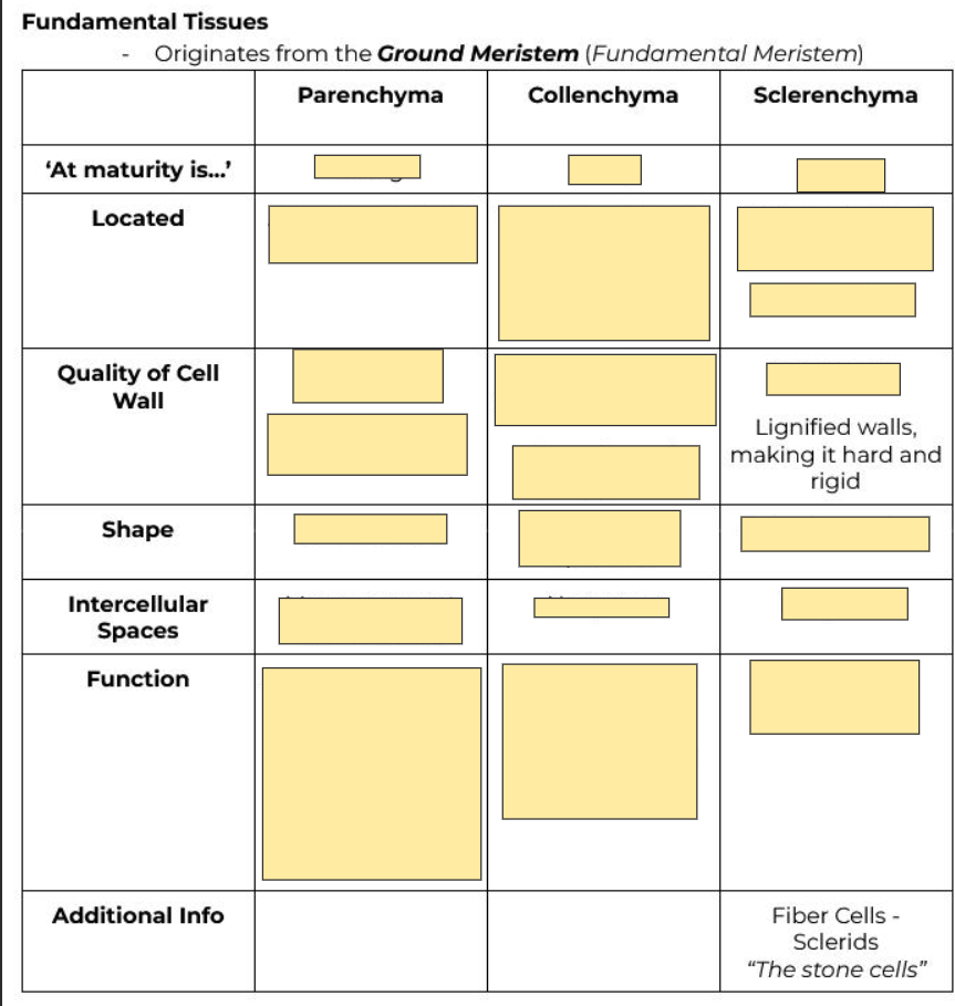 <p>Lignified walls</p>