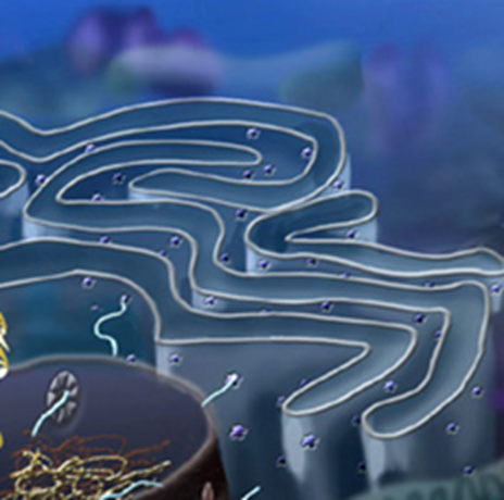 membranes that divide the cell into organelles such as the nuclear membrane, the endoplasmic reticulum, the Golgi apparatus, lysosomes, vesicles, and the cell membrane.