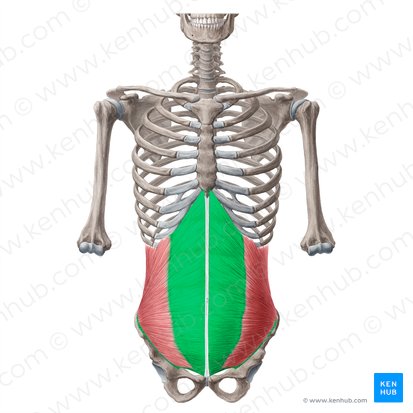 <ul><li><p>lateral flexion and rotation </p></li><li><p>underneath the external oblique </p></li></ul><p></p>