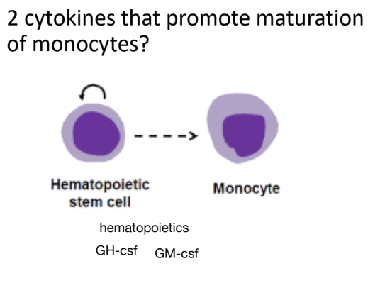 <p><strong>GM-CSF, M-CSF</strong></p>