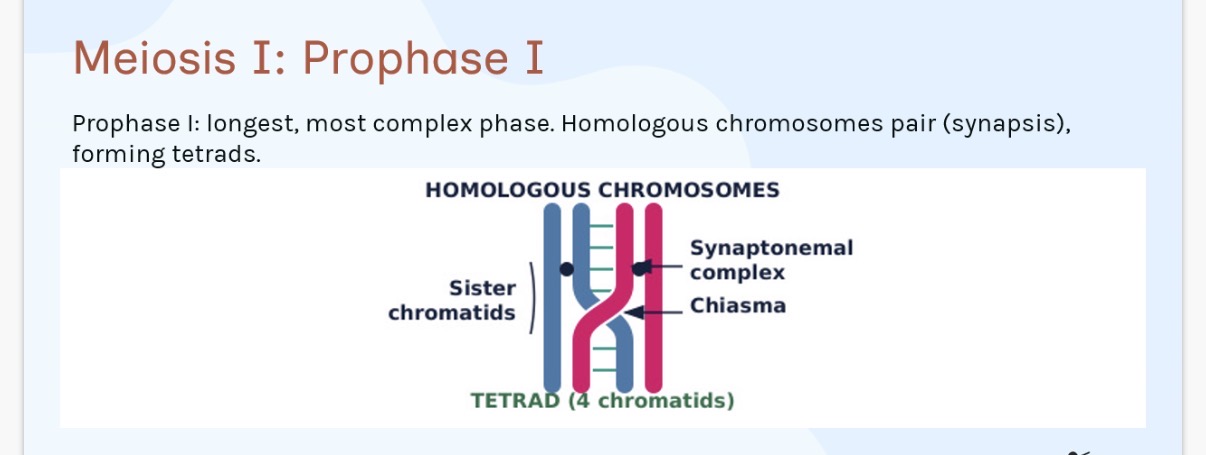 <p>Meiosis I: Prophase I</p><p>Prophase I: The longest, most complex phase where Homologous chromosomes …1? (synapsis) forming tetrads/ a bivalent structure.</p><p>…2? over occurs after, where genetic material is exchanged between non-sister …3?, creating new allele combinations. This is a major source of genetic variation.</p>