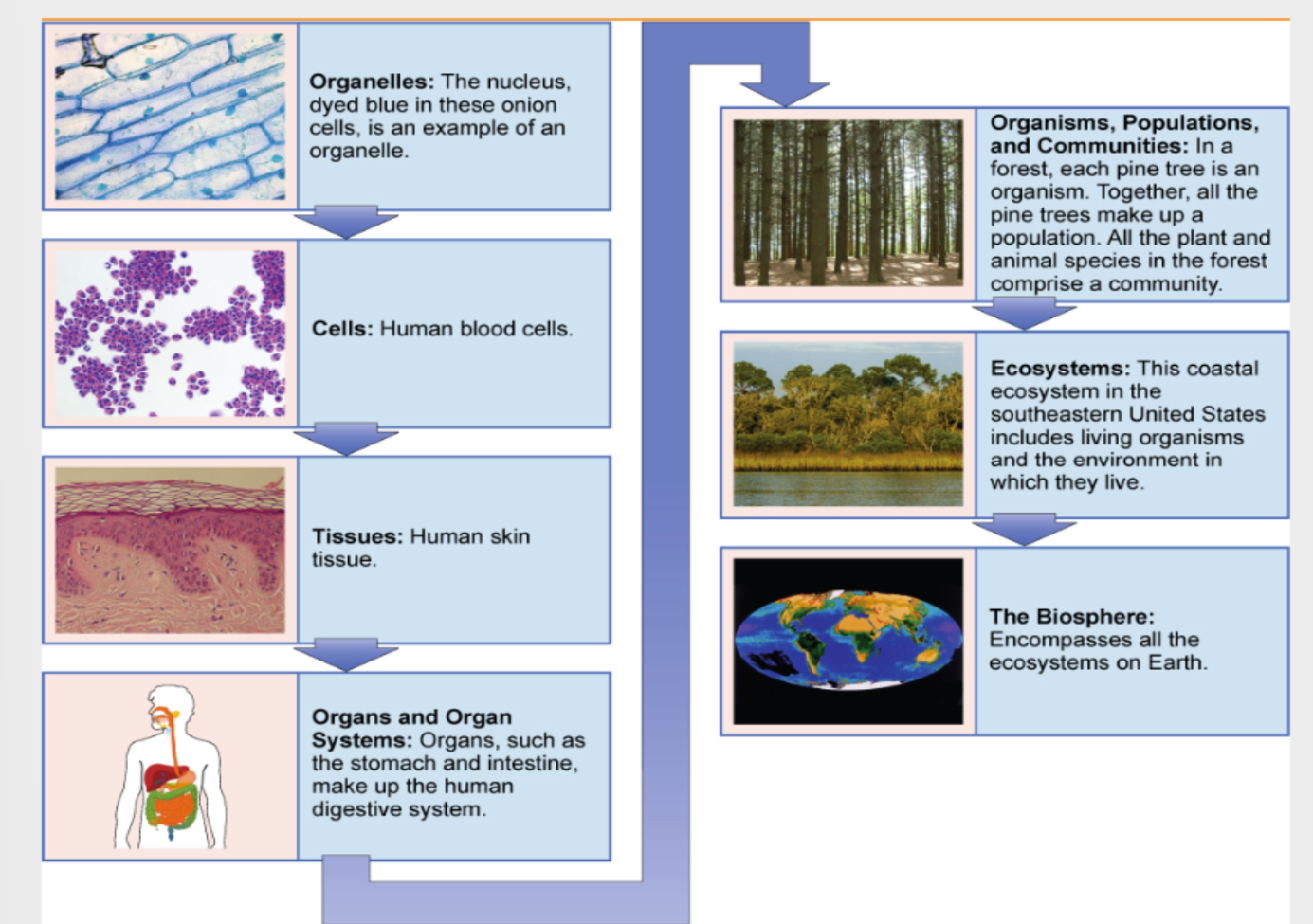 <p>Small → Large: Organelles, cells, tissues, organs, organ systems, organisms, populations, communities, ecosystems, biosphere.</p>