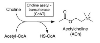 <p>- obtained from diet, used in cell membrane synthesis</p><p>- N+ prevents passage = take up via Na+ cotransport via choline transporter (CHT1)</p>