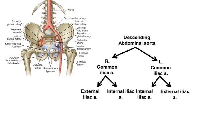 <ul><li><p>left of right common iliac artery</p><ul><li><p>external iliac artery</p></li><li><p>internal iliac artery </p></li></ul></li></ul><p></p>